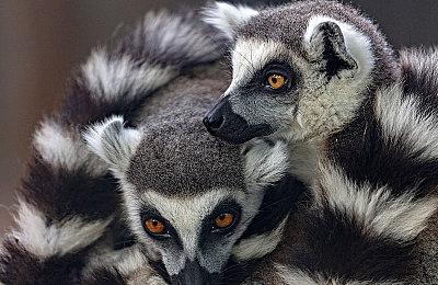 《生化危机9》为何迟迟不公布？可能是优化问题